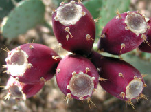 Learn about prickly pear fruit this month at Boyce Thompson Arboretum!