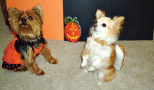These cuties participated in a past Halloween Pet Parade!
