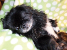 Hi, I am G.B. (Good Boy) and I am a 10 pound Pekingese with one eye but otherwise perfect! I use the doggie door, walk on a leash and I am a quiet little boy. Someone loved me along the way because it is about $2,000 to remove an eye. If you would like to meet me please contact D, Rover’s Rest Stop at 480-600-2828; or by e-mail at D@RoversRestStop.com.
