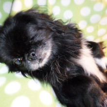 Hi, I am G.B. (Good Boy) and I am a 10 pound Pekingese with one eye but otherwise perfect! I use the doggie door, walk on a leash and I am a quiet little boy. Someone loved me along the way because it is about $2,000 to remove an eye. If you would like to meet me please contact D, Rover’s Rest Stop at 480-600-2828; or by e-mail at D@RoversRestStop.com.