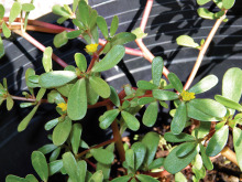 Purslane is one of the most nutritious greens on the planet.