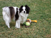 Toby the Papillon is available for adoption!