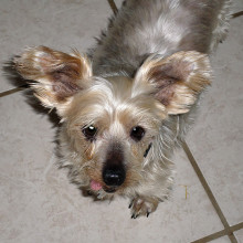 The little hottie this month is Sugar, a Silky Terrier. She is an absolute love and boy can she go on those walks! She has the cutest little tongue tip that shows - personality plus! Ask D how sweet is Sugar; call her at 480-600-2828.