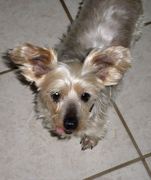 The little hottie this month is Sugar, a Silky Terrier. She is an absolute love and boy can she go on those walks! She has the cutest little tongue tip that shows - personality plus! Ask D how sweet is Sugar; call her at 480-600-2828.