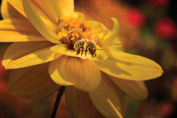 Honeybee on Dahlia by William Lewis