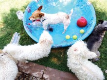 Puppies enjoying a dip on a hot summer day!