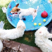 Puppies enjoying a dip on a hot summer day!