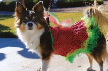 Bring your pet and maybe win a prize!