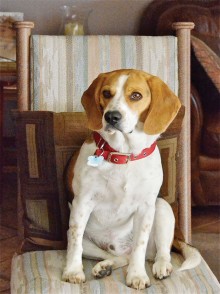 Dog Days of Summer - image of Dudley provided by John Miguel