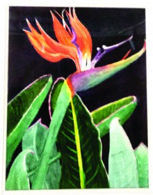 Bird of Paradise by Sylvia Nelson