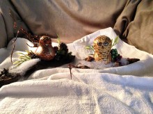 Two rare Christmas owls caught by artist Phyllis Mills. Phyllis is a prolific artist living here in Sun Lakes and daily labors diligently to please her followers with her timeless gourd art.