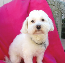 Don’t miss Rover’s Rest Stop’s monthly adoption event!