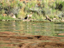 While fly fishing at Lee’s Ferry last October, club members observed these mountain goats coming down for a drink.