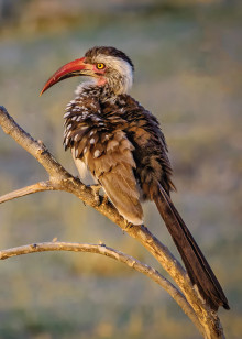 Southern Red-Billed Hornbill by Lynn Thompson