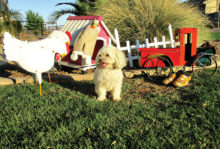 One of Rover’s Rest Stop’s kids!