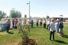 Rose Garden at Mesa Community College