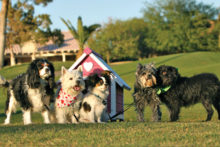 Older pups make great companions!