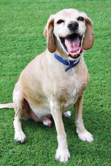 Rocky on guard (photo by Al Wagner).