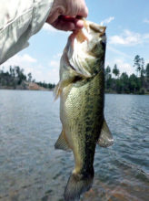 Jack Houck landed this two-pound largemouth bass on his last cast at Black Canyon Lake.