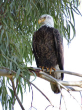 Have you seen this handsome bird in Sun Lakes?
