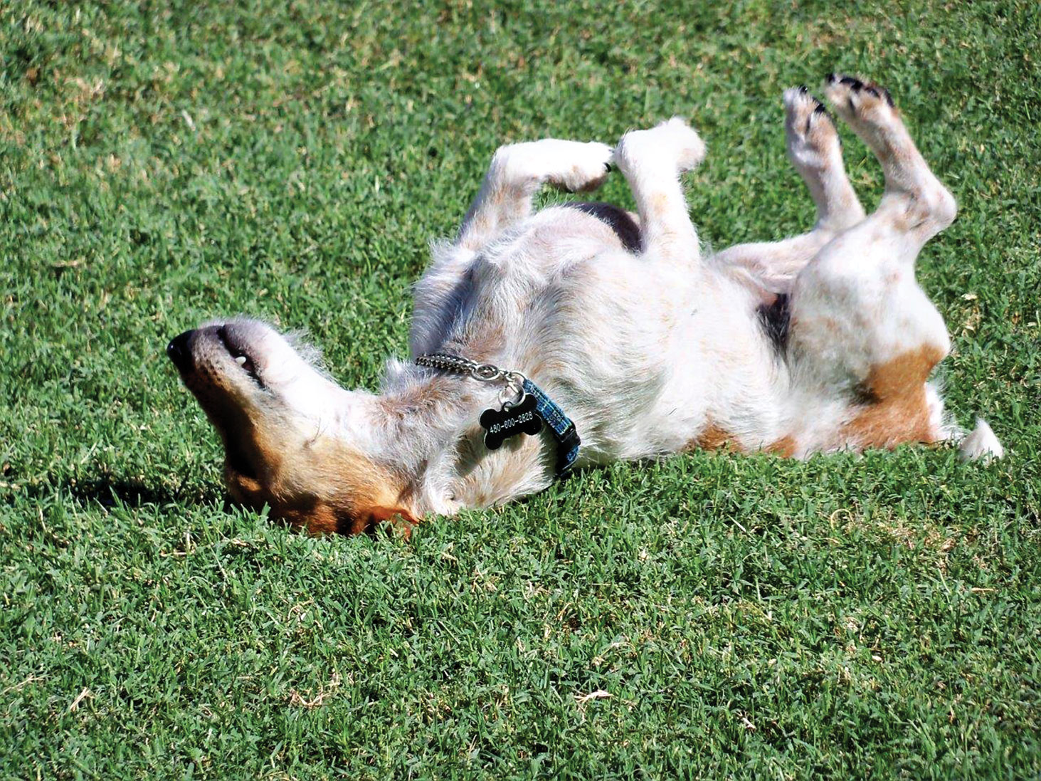 Why do dogs roll in smelly stuff? Sun Lakes Splash