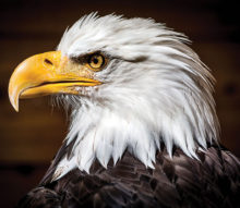Portrait of a Bald Eagle by Jan Williams