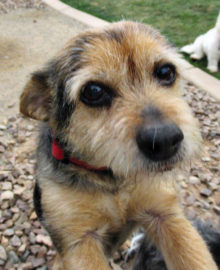 Oscar is asking, "Are you my new family?"