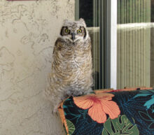 Baby great horned owl