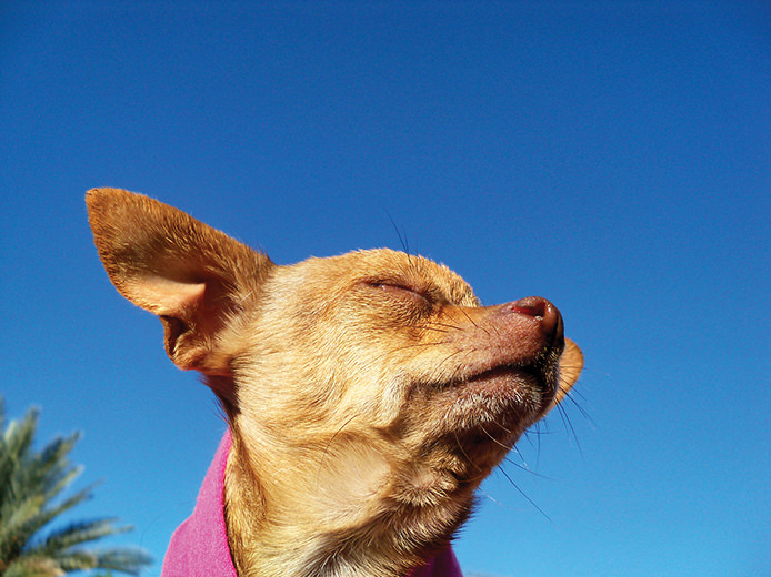 Did You Know Dogs Need Sunlight? Sun Lakes Splash