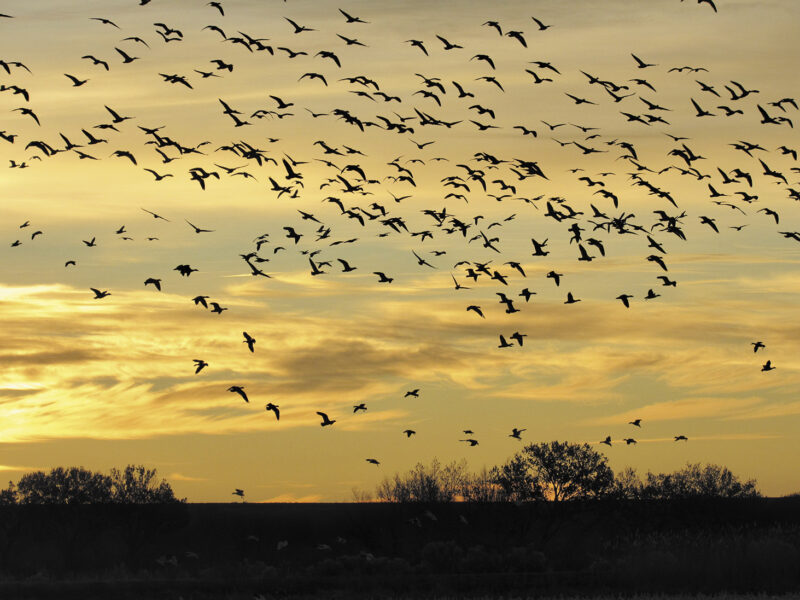 Fall Migration Brings the Birds – Sun Lakes Splash